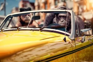 monos en auto